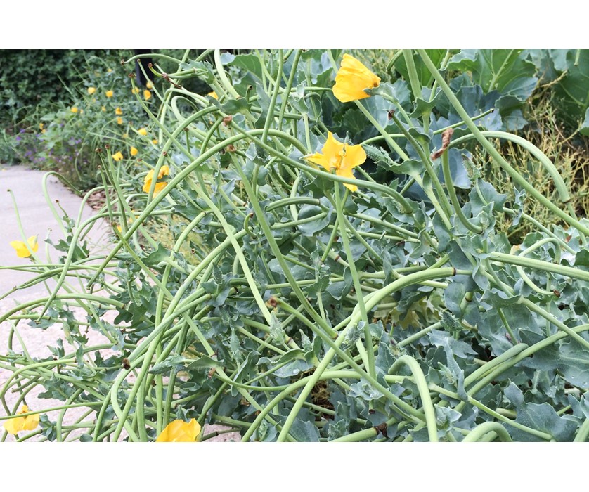 Yellow Hornpoppy